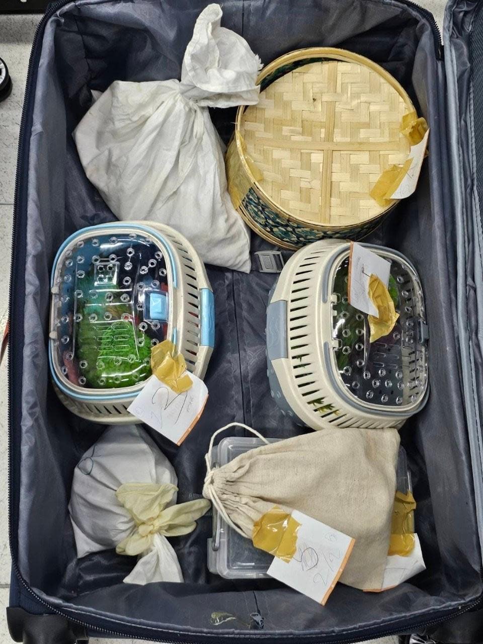 泰國海關查獲大批走私動物，被裝在塑膠盒等容器，藏入行李箱試圖闖關。（圖／翻攝自泰國海關粉專）