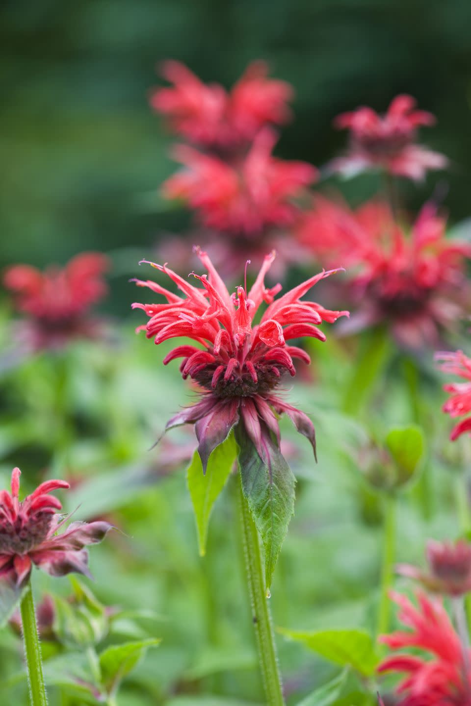 bee balm