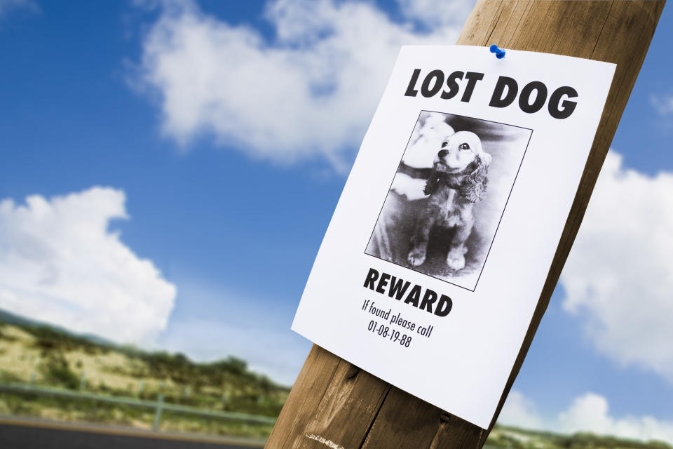 lost puppy poster on a lightpost