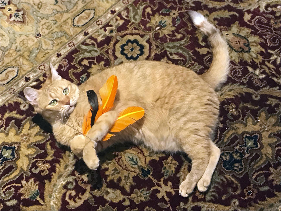 In this July 31, 2018 photo provided by Kathrine Varnes, Wheel tackles a feather toy in her home in Larchmont, N.Y. To protect bird populations, as well as the cats that prey on them, both bird and cat experts urge cat owners to keep their felines indoors, on leashes or in "catios." (Kathrine Varnes via AP)