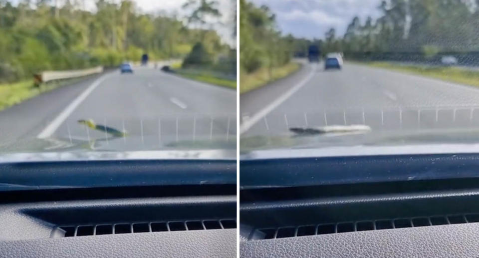 Two photos of a tree snake on the hood of a car.