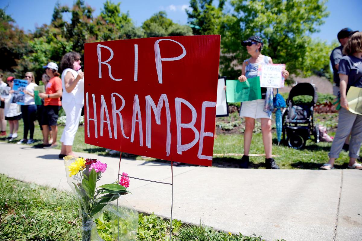 3 Years Later: Remembering the death of Harambe