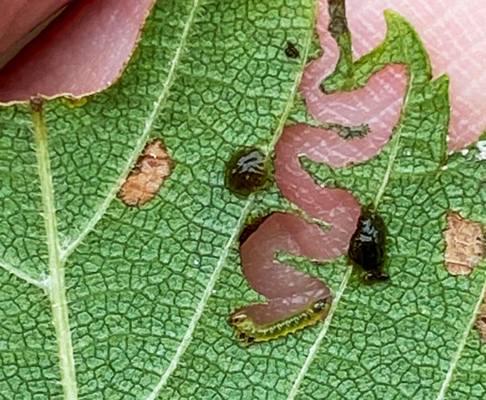 Elm zigzag sawflies munch on a tree’s leaves and leave a zigzag pattern on the leaves that defoliates the tree.