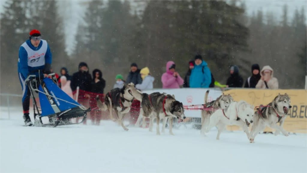 A Polish racer with his sled dogs slides past some of the onlookers.