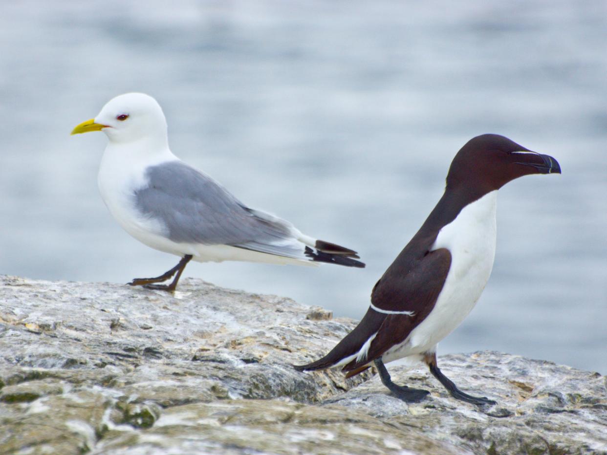 A kittwake and a razorbill. Kittwake numbers in the UK have fallen by more than three quarters in just 30 years (Getty)