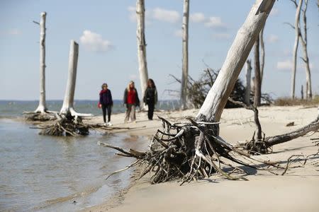 Women walk through a coastal ghost forest believed to be caused by sea level rise on Assateague Island in Virginia, October 25, 2013. REUTERS/Kevin Lamarque