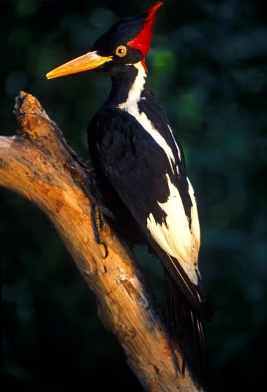 Ivory-billed woodpecker, Campephilus principalis, mounted specimen, probably extinct; last sighted in the 1980s, Louisiana