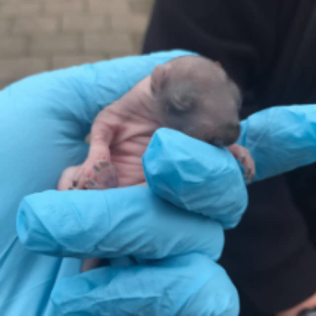 Police rescue baby squirrel from middle of the road