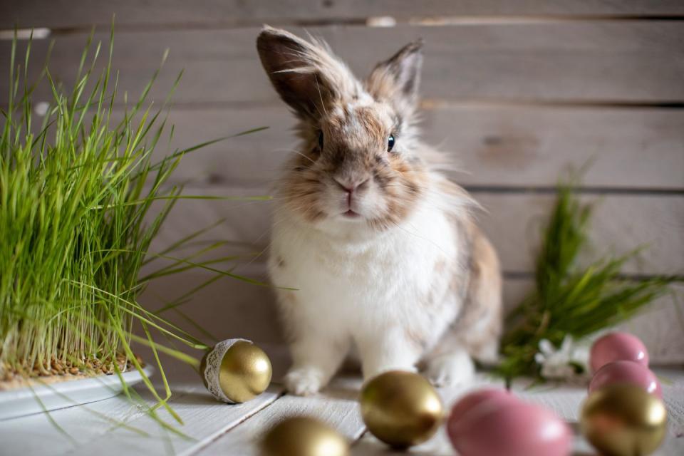 brown and white fluffy bunny surrounded by grass and colored eggs