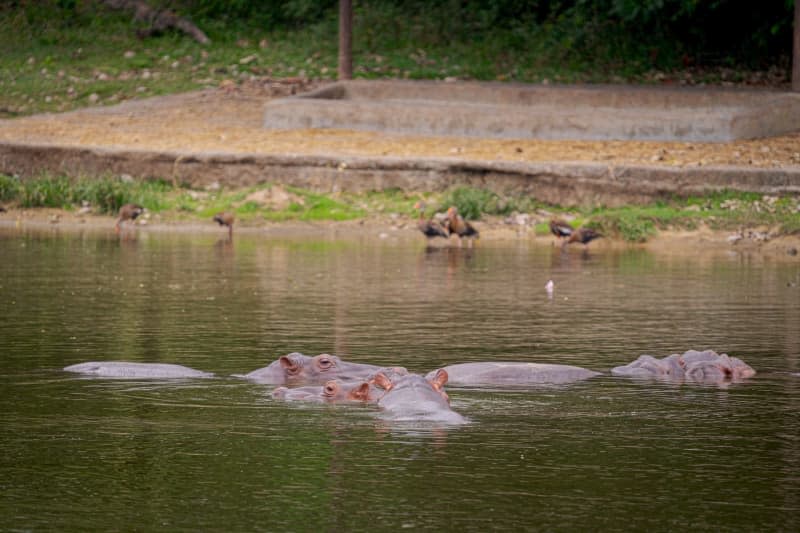 Drug lord Pablo Escobar brought four hippos to Colombia during the 1980s, to live alongside other exotic animals in his private zoo on a luxury estate outside Medellín. After his death, the hippos escaped and have since proliferated vigorously, endangering the local ecosystem. The government has now come up with a new plan to tackle the invasive species. Luis Bernardo Cano/dpa