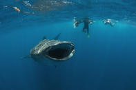 Un tiburón ballena roza la superficie del agua buscando huevos para alimentarse. (Cortesía de Mauricio Handler/ Handlerphoto.com/solent)
