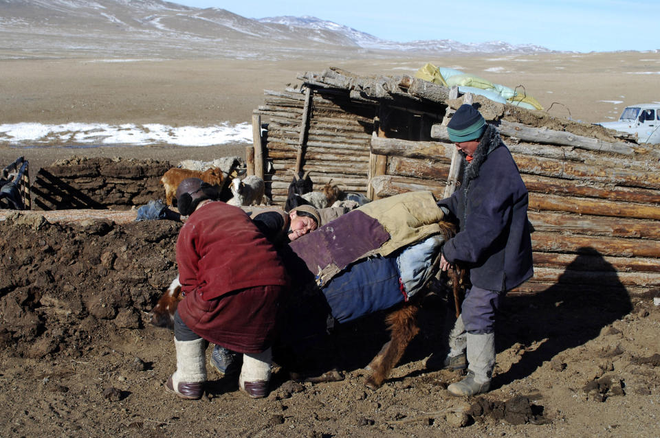 FILE- Mongolian herders try to get a weak cow to move around to ensure it keeps itself warm, at the Hujirt soum of Uvurkhangai aimag in central Mongolia, March 10, 2010. Emergency food relief is needed for nomadic herders in Mongolia after the number of livestock killed there by blizzards and extreme cold doubled in recent weeks, the Red Cross said Monday, March 29, 2010. (AP Photo/Ganbat Namjilsangarav)