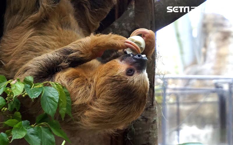 「葉黃」以吊掛的姿態，開心享用美味的水煮蛋。（圖／北市動物園提供）