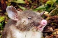 The hog-nosed rat's piglike nose is adorable, but it's giant teeth aren't that cute.