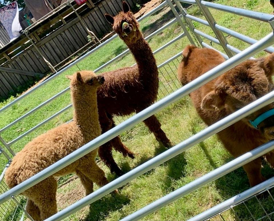 The first animals to join Marley Acres in Elba, Alabama, include Teddy, Shaggy, and Sallie Mae.