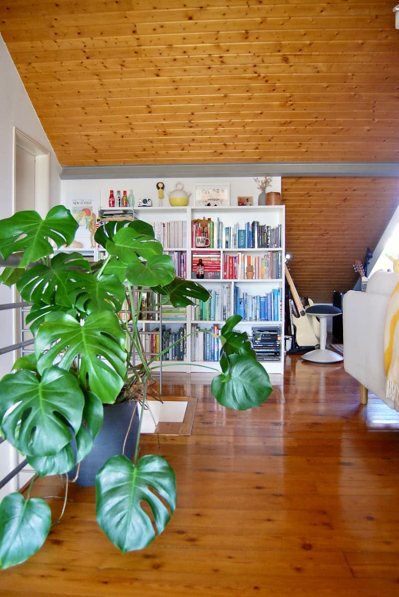 Plant and bookcase in wood clad room.