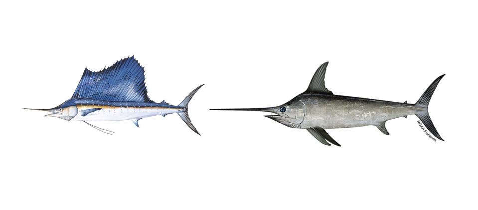 sailfish vs swordfish