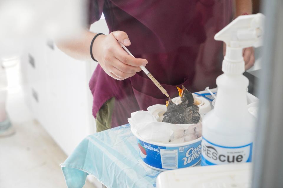 A staff member at Tri-State Bird Rescue and Research giving out treatment to baby birds in the facility's medical lab.