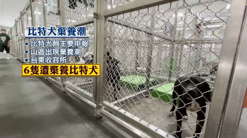 山區出現棄養潮，台東收容所有6隻遭棄養的比特犬。