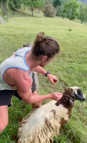 Former Bachelor star Nick 'Honey Badger' Cummins rescues sheep trapped in  barbed wire fence