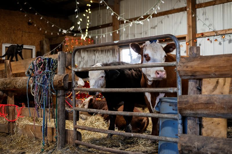 Cow cuddle session at Luz Farms near Monee