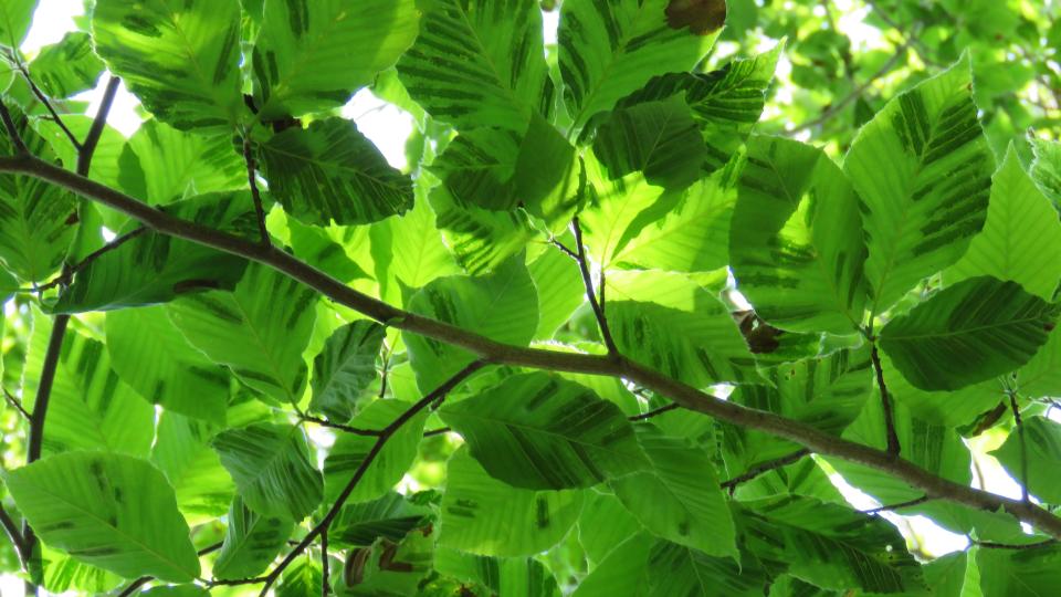 Dark stripes on leaves are an early symptom of beech leaf disease, shown here on a beech tree along the Cape Cod National Seashore's Beech Forest Trail in Provincetown.