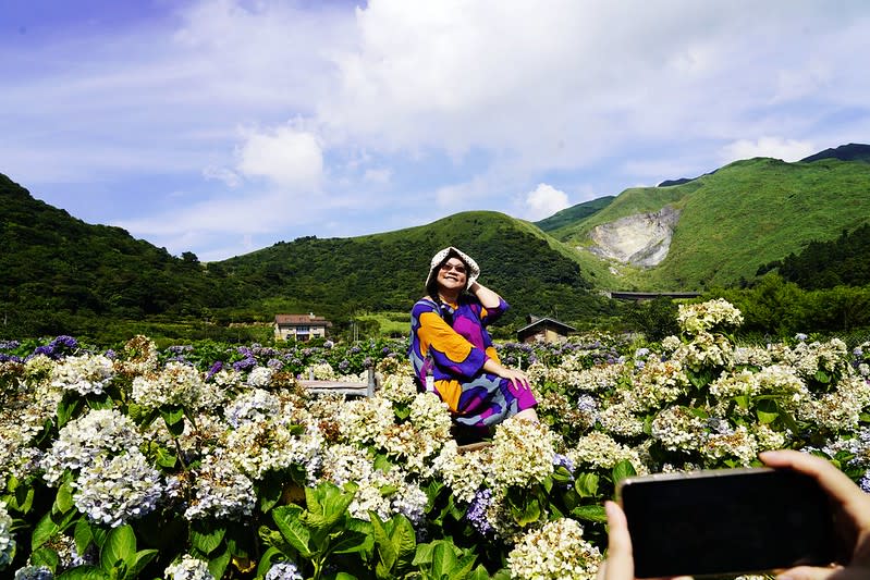 台北陽明山｜竹子湖「財福海芋田」