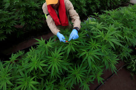 A man gathers marijuana plants for medicinal use at the company Pharmacielo in Rionegro, Colombia March 2, 2018. REUTERS/Jaime Saldarriaga