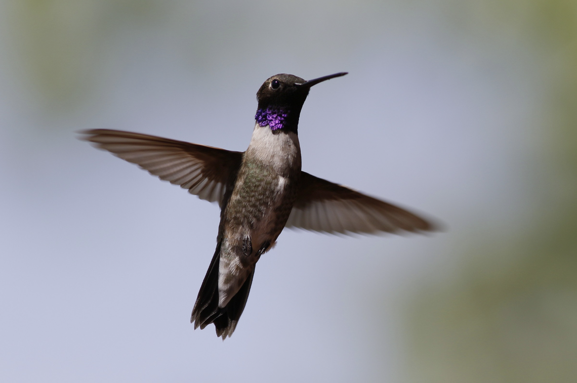 The black-chinned hummingbird is found in a variety of environments across the West.