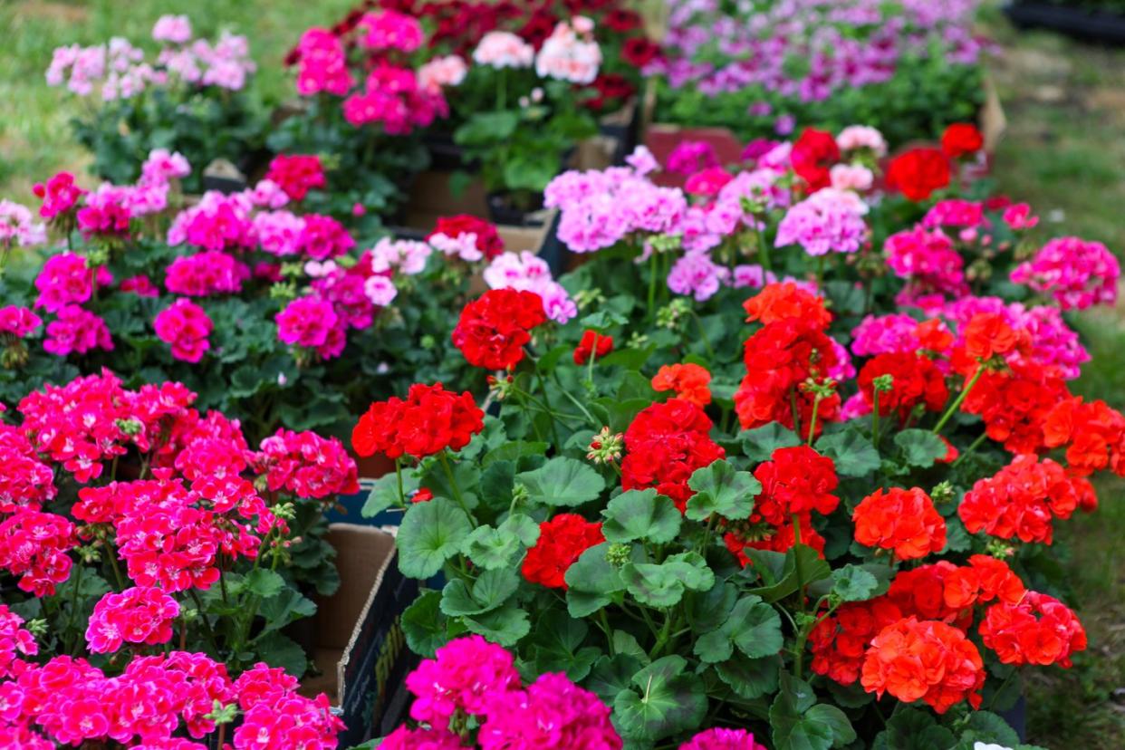 close up of geranium flowers in reds and pinks