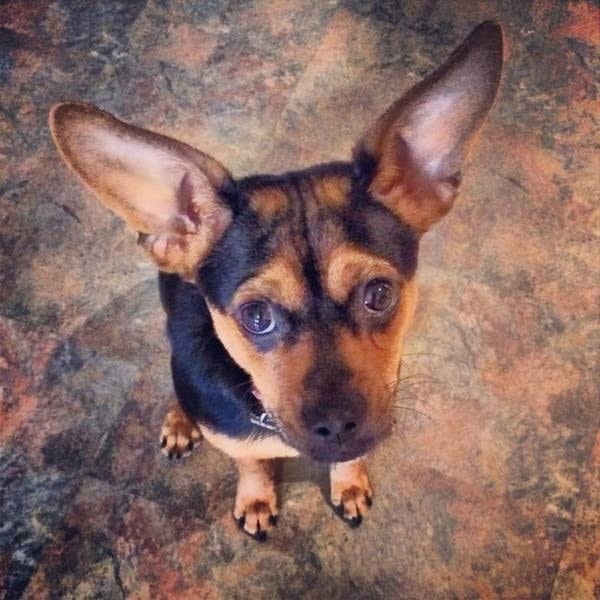 a dog looking up attentively