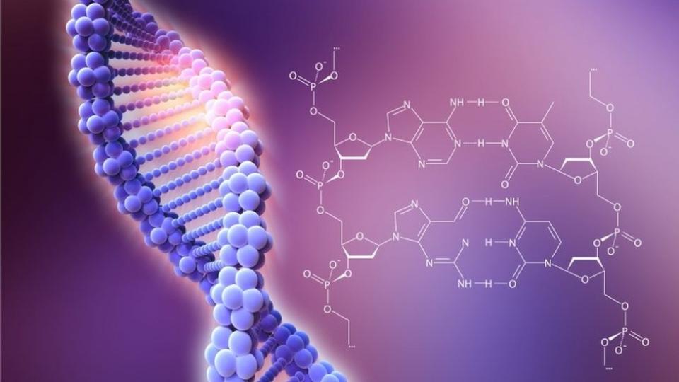 Una ilustración de un ADN y su estructura