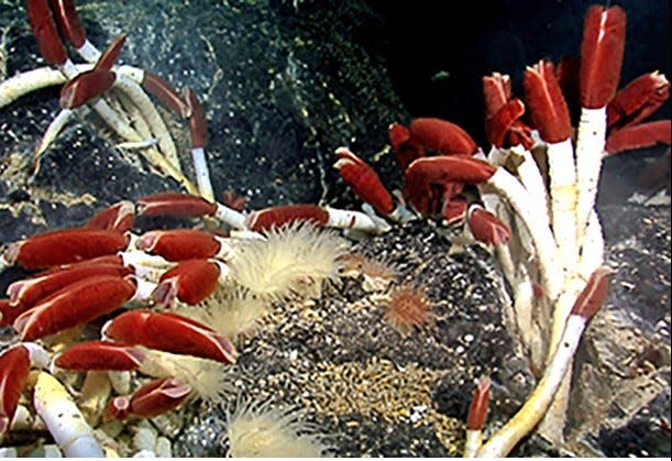 Gigantic tube worms and other animals live in deep-ocean hydrothermal vents.