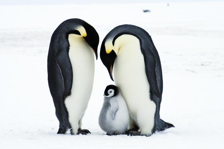 Antarctica's Ross Sea has been a rare safe haven for emperor penguins for thousands of years, even when temperatures were too harsh for their liking, a study released on March 2, 2015 suggests