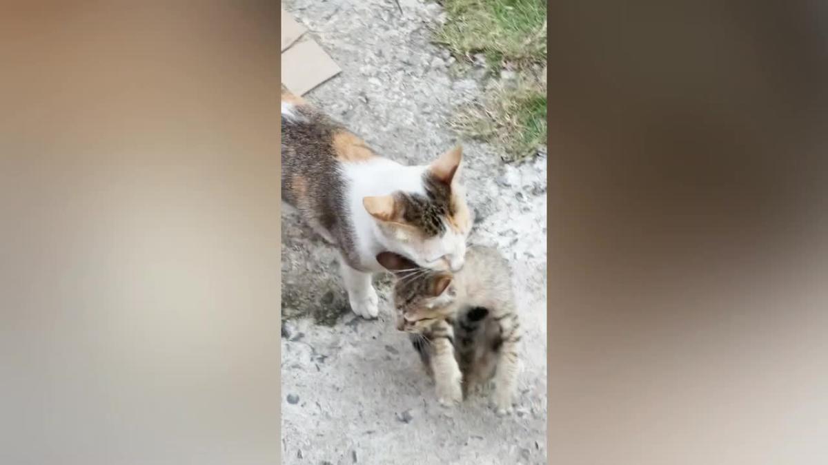 Adorable footage shows cat carrying kitten by biting its neck