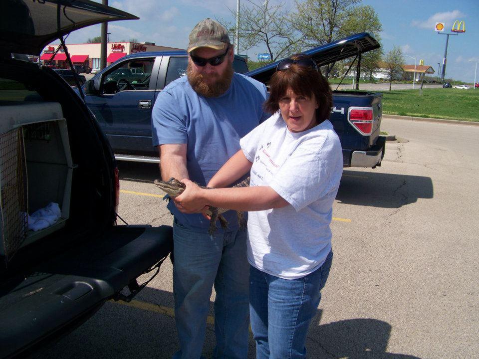 In this Thursday, April 5, 2012 photo provided by the Kennett Humane Department, Steve Brown, left, president of the St. Louis Herpetological Society, and Kennett Humane Department officer Tina Petix hold an alligator in Cape Girardeau, Mo. The alligator is one of around 50 allegedly sold by a man passing through southeast Missouri about 14 months ago when the animals were roughly the size of a pencil. (AP Photo/Kennett Humane Department)