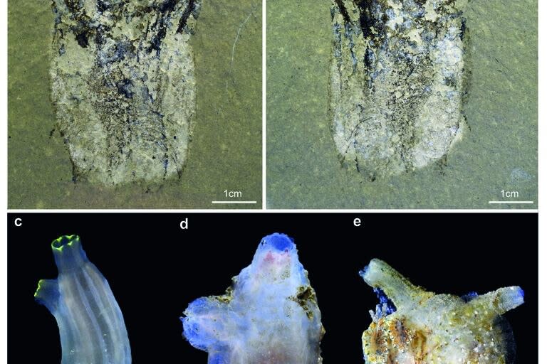 Un holotipo y el único espécimen conocido de Megasiphon thylakos , que muestra una morfología general que incluye sifones emparejados y un cuerpo en forma de barril que establece comparaciones inmediatas con los tunicados bentónicos modernos