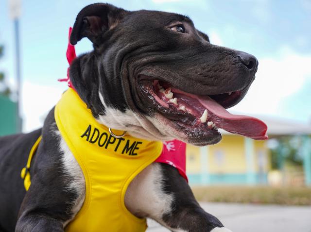 Who let the dogs out? Watch Lee County canines show off at first every  field day