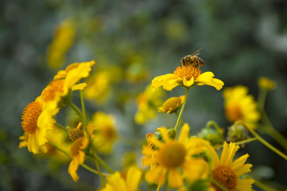 A bee gathers pollen from a brittlebush flower at the Rio Salado Habitat Restoration Area in Phoenix on March 20, 2022.