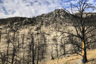 One year after a wind-fed wildfire charged across a craggy mountainside above Lone Pine, Calif., flashes of new vegetation growth can be seen emerging in this still-charred corner of the Inyo National Forest, on Wednesday, July 27, 2022. In the era of climate change, academics say the effects on wildfire recovery and forest regeneration can be significant. One 2018 study that looked at nearly 1,500 wildfire sites found that because of hotter and drier climates, fewer forests are returning to their pre-burn tree mix, and in some cases trees did not return at all. (AP Photo/Michael Blood)