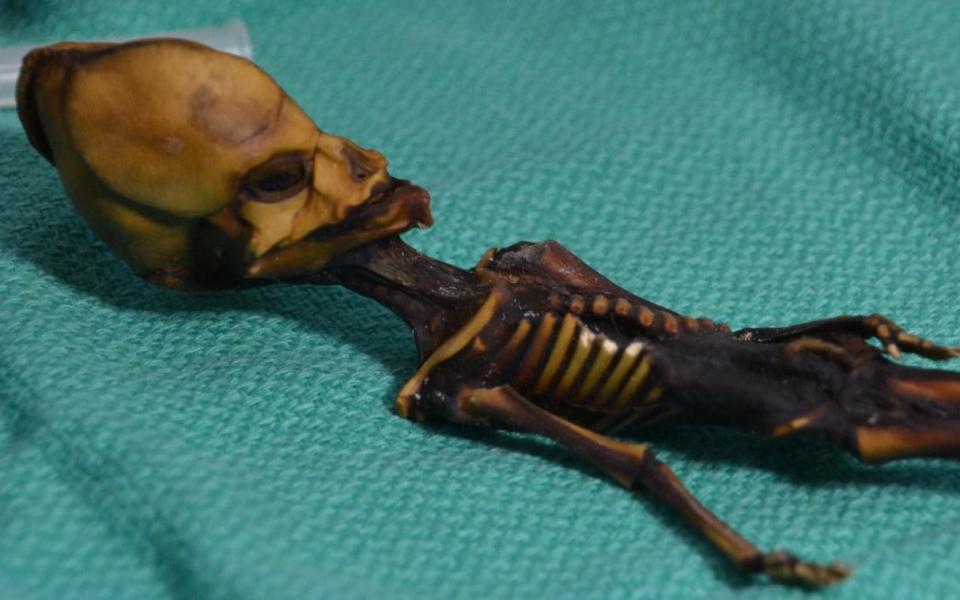 The skeleton only had 10 ribs and was just six inches long  - Bhattacharya S et al. 2018. 