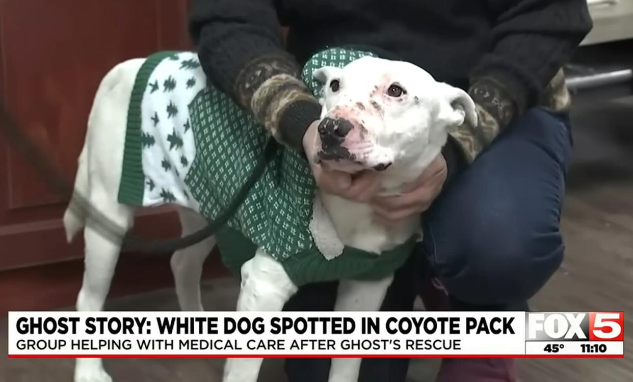 White dog spotted living with coyote pack in Henderson