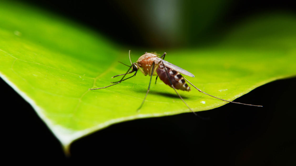  A mosquito sitting on a leaf of a plant 