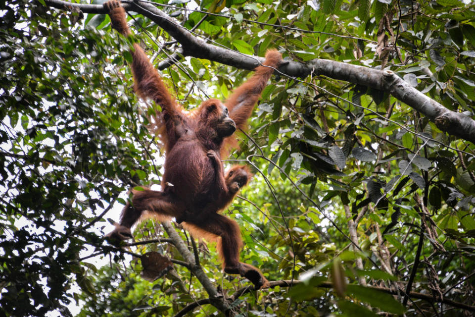 This photo taken on June 20, 2020 show Sumatran orangutans at Soraya research station in the Leuser rainforest in Subulussalam, Indonesia's Aceh province.<span class="copyright">CHAIDEER MAHYUDDIN/AFP—Getty Images</span>