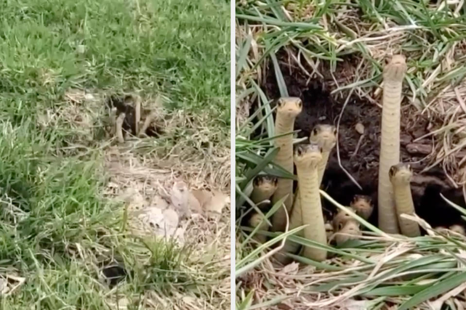 Two pictures of small snakes emerging from holes in the ground, surrounded by grass