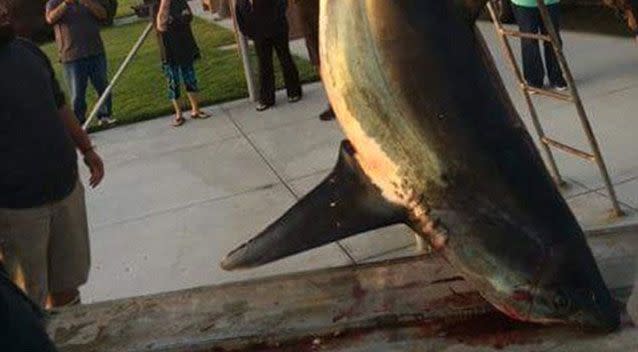 Californian man hooks massive shark on a fishing trip
