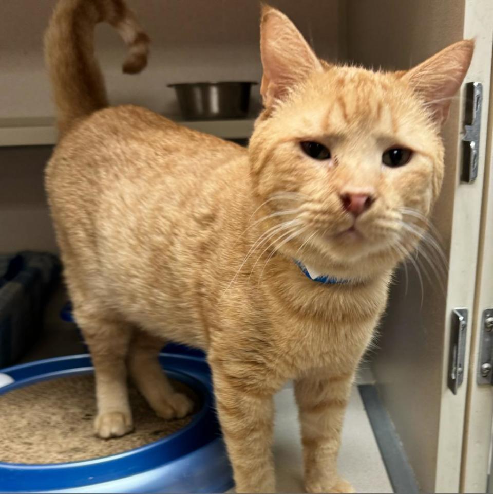 Cheddar is a sweet, orange tabby — a talkative, social and playful gentleman with a heart of gold.  His chronic upper respiratory condition gives him a charmingly stuffy sound, and when he speaks, he chirps like a bird. Cheddar is a loverboy and enjoys the company of other felines.