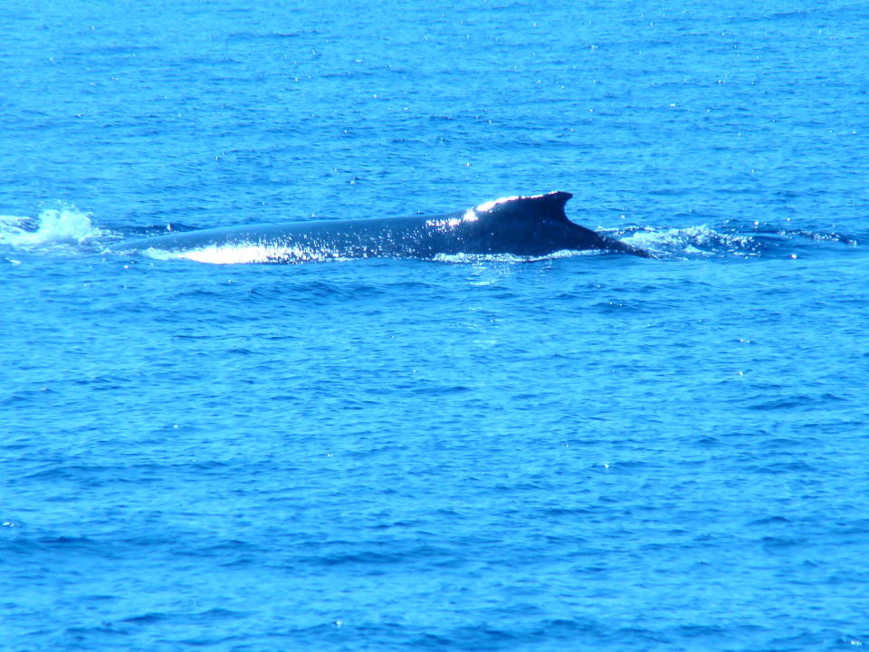 This Jan. 1, 2012 photo shows a humpback whale in the Pacific Ocean off the coast of Kahului, Maui, Hawaii. Tourists by the thousands load tour boats each winter to view the whales as they migrate through the area. (AP Photo/Joe Kafka)