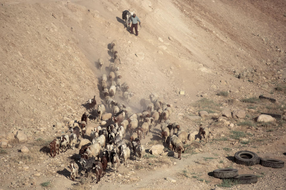 A Palestinian shepherd herds his flock next to the West Bank village of Al Fasayil, in the Jordan Valley, Tuesday, June 30, 2020. Israeli Prime Minister Benjamin Netanyahu appears determined to carry out his pledge to begin annexing parts of the occupied West Bank, possibly as soon as Wednesday. (AP Photo/Oded Balilty)