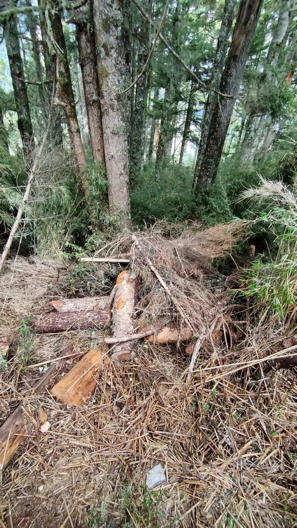 運送建材被迫砍樹，但樹都留在原地，儘可能減少環境破壞。（圖：雪管處提供）